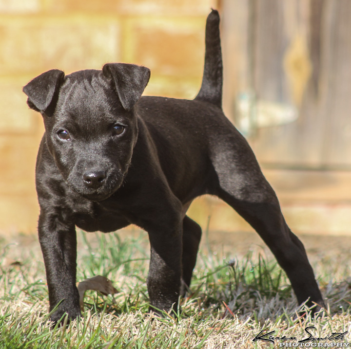 patterdale puppies